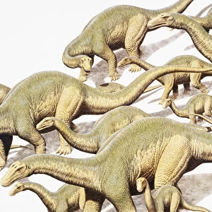 Diplodocus, herd of dinosaurs