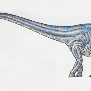 Diplodocus, side view