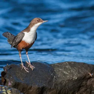 Dipper Print on Water, North Hesse Dipper Print on Water, North Hesse
