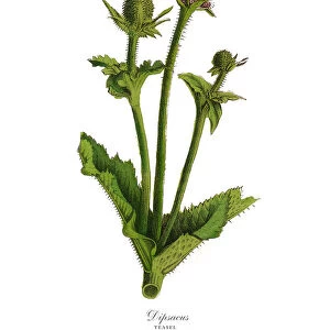 Dipsacus, Teasel Plants, Victorian Botanical Illustration