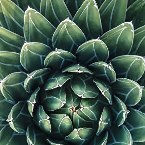 Directly above view of cactus leaves