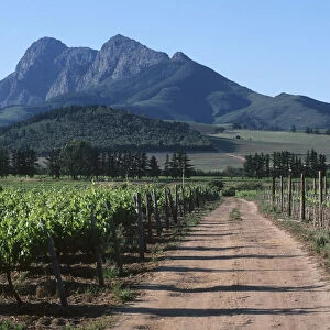 Dirt Road Running Through Vineyard with Mountains in the Background