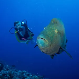 Palau Diver and Humphead wrasse Print Palau Diver and Humphead wrasse Print