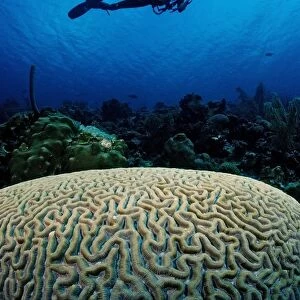 Diver swimming above brain coral, Cuba, Caribbean Sea
