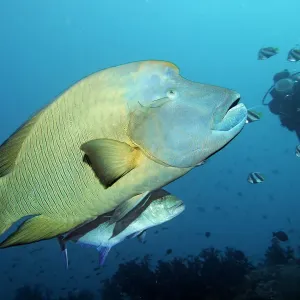 Diver watching Humphead wrasse -Cheilinus undulatus- and Bluefin trevally -Caranx melampygus-, Embudu channel, Indian Ocean, Tilla, South Male Atoll, Maldives Diver watching Humphead wrasse -Cheilinus undulatus- and Bluefin trevally -Caranx melampygus-, Embudu channel, Indian Ocean, Tilla, South Male Atoll, Maldives