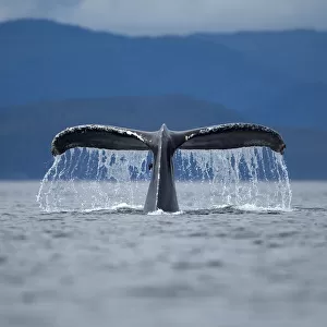 Diving Humpback Whale, Alaska