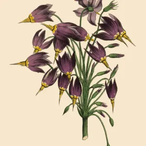 Dodecatheon or Godas Flower Plant, Victorian Botanical Illustration Dodecatheon or Godas Flower Plant, Victorian Botanical Illustration