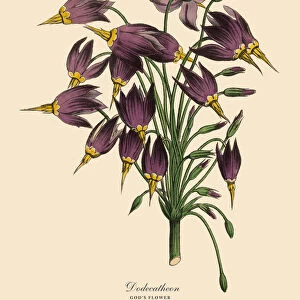 Dodecatheon or Godas Flower Plant, Victorian Botanical Illustration