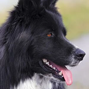Dog -Canis lupus familiaris-, male, mongrel, portrait