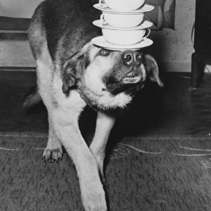 Dog Carrying Cups