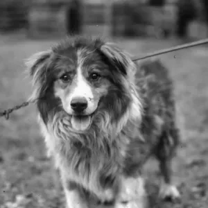 Dog Chosen for Shackleton's Expedition Print Dog Chosen for Shackleton's Expedition Print