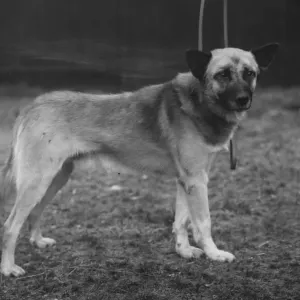 Dog Chosen for Shackleton's Trans-Antarctic Expedition Print Dog Chosen for Shackleton's Trans-Antarctic Expedition Print