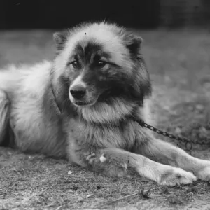 Dog Chosen for Shackleton's Expedition Print Dog Chosen for Shackleton's Expedition Print