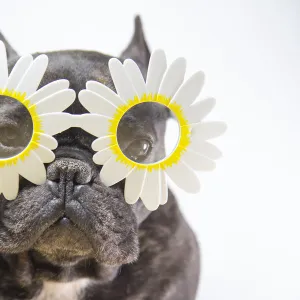 Dog with flower-shaped glasses