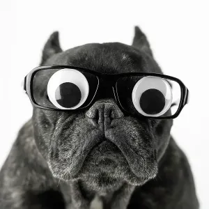Dog with glasses and bulging eyes Dog with glasses and bulging eyes