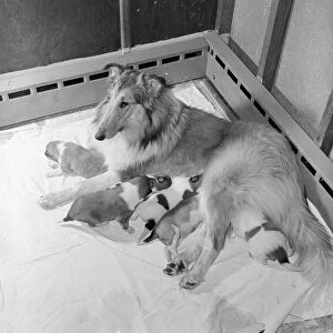 Dog And Puppies