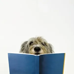 Mixed Breed Dog Reading Book Print Mixed Breed Dog Reading Book Print