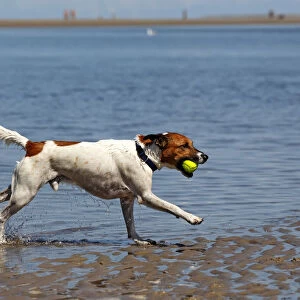 Dog running with ball, male dog, at dog beach