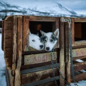 La Traîne de Chiens en Norvège La Traîne de Chiens en Norvège