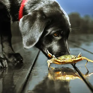 Dog sniffing crab