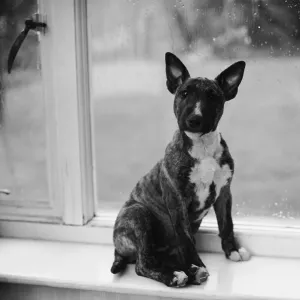 Doggy In The Window Doggy In The Window
