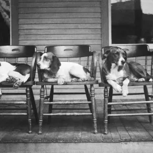 Dogs in Chairs Vintage Black and White Print Dogs in Chairs Vintage Black and White Print