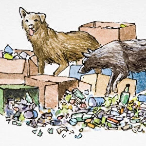 Dogs scavenging among rubbish