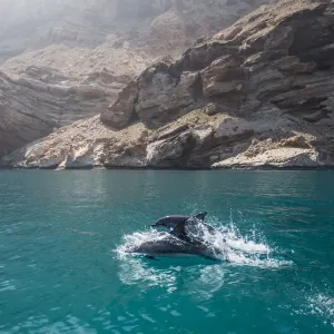 Socotra Dolphins Print, Coastal Scene Socotra Dolphins Print, Coastal Scene