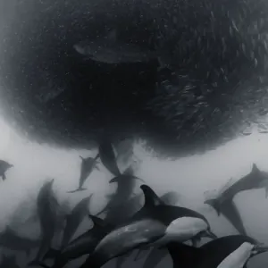 Many Dolphins Working Many Dolphins Working