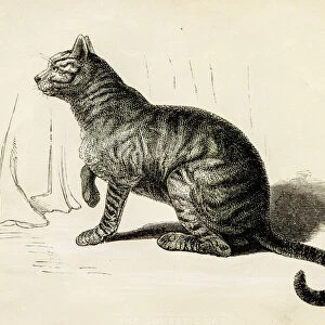 Domestic cat engraving 1851