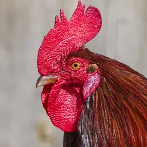 Domestic Fowl -Gallus domesticus-, portrait Domestic Fowl -Gallus domesticus-, portrait