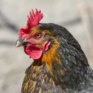 Domestic Fowl -Gallus domesticus-, portrait Domestic Fowl -Gallus domesticus-, portrait