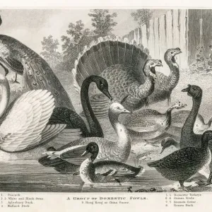 Domestic fowls engraving 1872 Domestic fowls engraving 1872