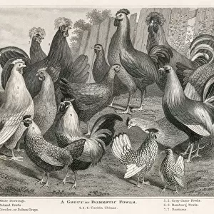 Domestic fowls engraving 1873