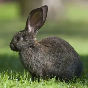 Domestic rabbit -Oryctolagus cuniculus forma domestica- in meadow, Poland, Europe Domestic rabbit -Oryctolagus cuniculus forma domestica- in meadow, Poland, Europe