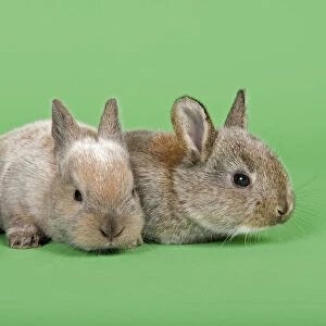 Two Domestic Rabbits -Oryctolagus cuniculus forma domestica-
