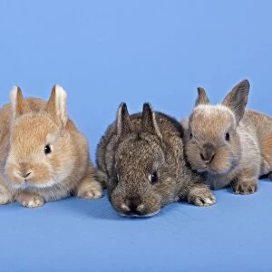 Three Domestic Rabbits -Oryctolagus cuniculus forma domestica-