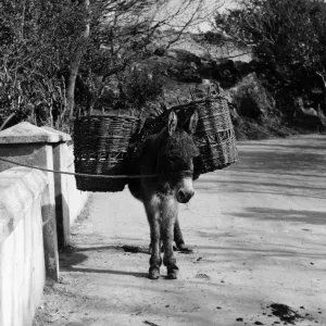 Donkey Print in County Kerry, Ireland Donkey Print in County Kerry, Ireland