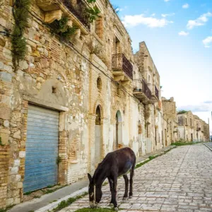 Donkey in Craco - The ghost town Donkey in Craco - The ghost town