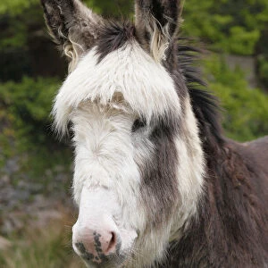 Donkey -Equus asinus-, portrait, Ireland, British Isles, Europe