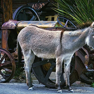 Donkey And Old Tractor