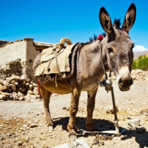 Donkey in Tiberan village