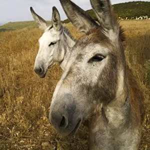 Two donkeys in field
