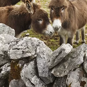 donkeys in field behind stone wall