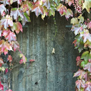 Door to secret garden