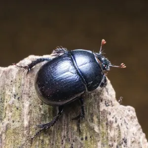 Dor beetle (Anoplotrupes stercorosus, Geotrupes amoethysticus, Geotrupes erythropterus, Geotrupes fauconneti, Geotrupes inaequalis, Geotrupes juvenilis, Geotrupes monticola, Geotrupes nigrinus, Geotrupes picipennis, Geotrupes prusicus, Geotrupes rugosissi Dor beetle (Anoplotrupes stercorosus, Geotrupes amoethysticus, Geotrupes erythropterus, Geotrupes fauconneti, Geotrupes inaequalis, Geotrupes juvenilis, Geotrupes monticola, Geotrupes nigrinus, Geotrupes picipennis, Geotrupes prusicus, Geotrupes rugosissi