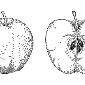 Apple Apple