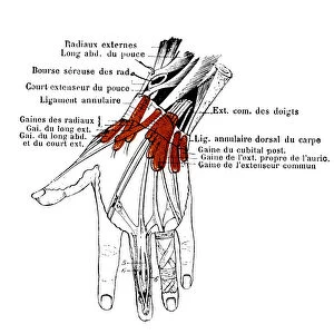 Dorsal tendons of the wrist