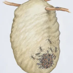 African Driver Ants Entering a Wasps Nest Print