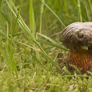 Dotted Stem Bolete mushroom (Boletus erythropus)